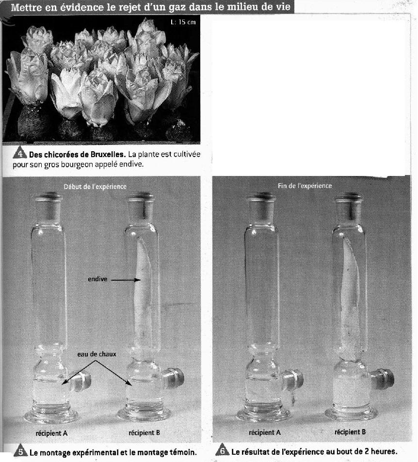 La Respiration Des Vegetaux 5Eme